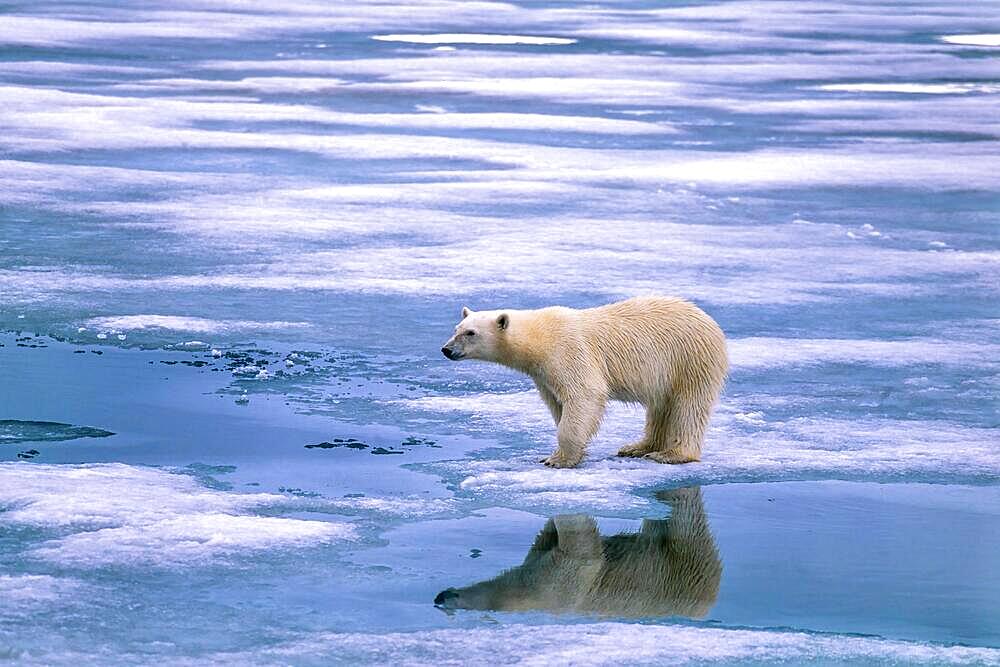 Polar bear on the ice with reflection in the water, Svalbard, Spitsbergen, Norway, Europe