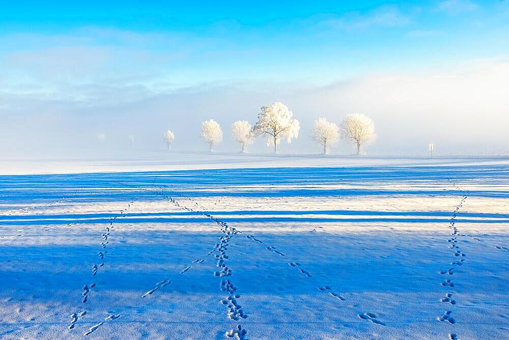 Animal tracks in the snow on the field with hoarfrost on the trees in a wintry landscape