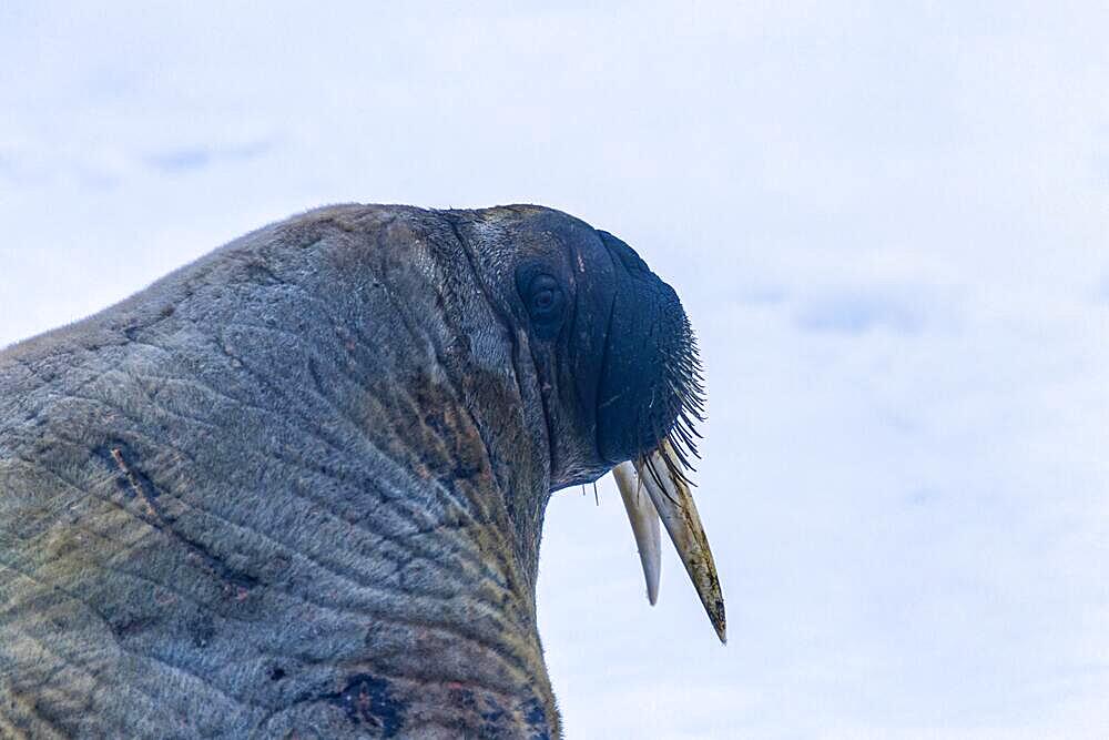 Close up at a Walrus (Odobenus rosmarus) with tusks in Arctic, Svalbard, Norway, Europe