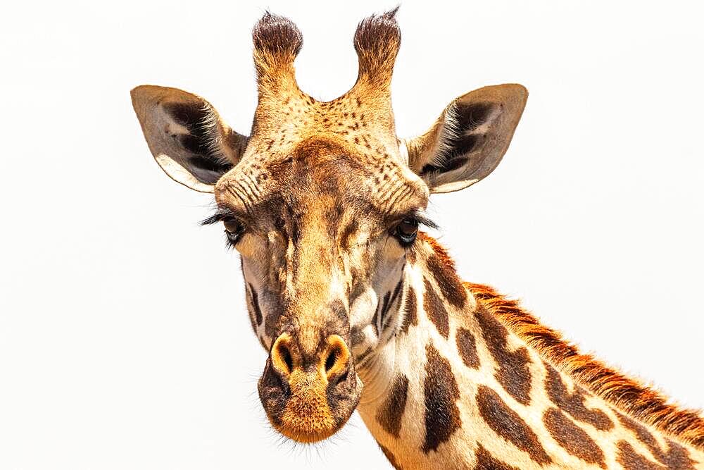 Close up at a Giraff (Giraffa camelopardalis) looking at the camera, Maasai mara, Kenya, Africa