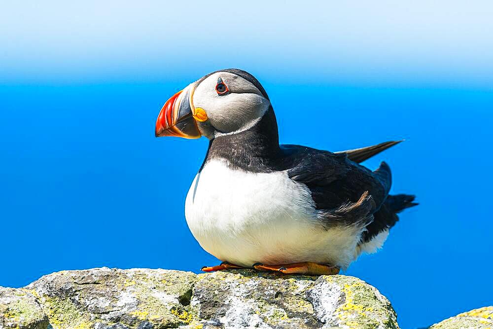 Atlantic Puffin (Fratercula arctica) in habitat