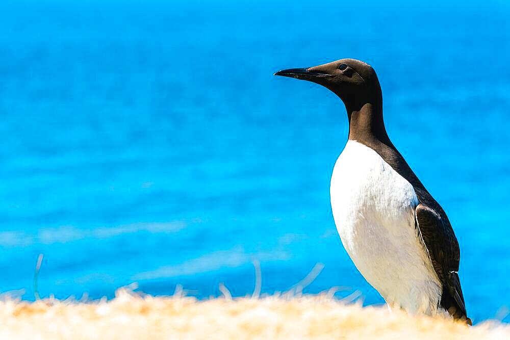 Guillemot (Uria Aalge) in habitat