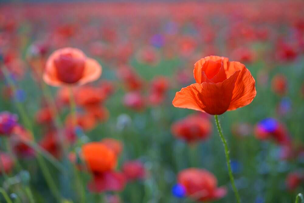 Poppy flowers (Papaver rhoeas) flower, Guxhagen, Hesse, Germany, Europe