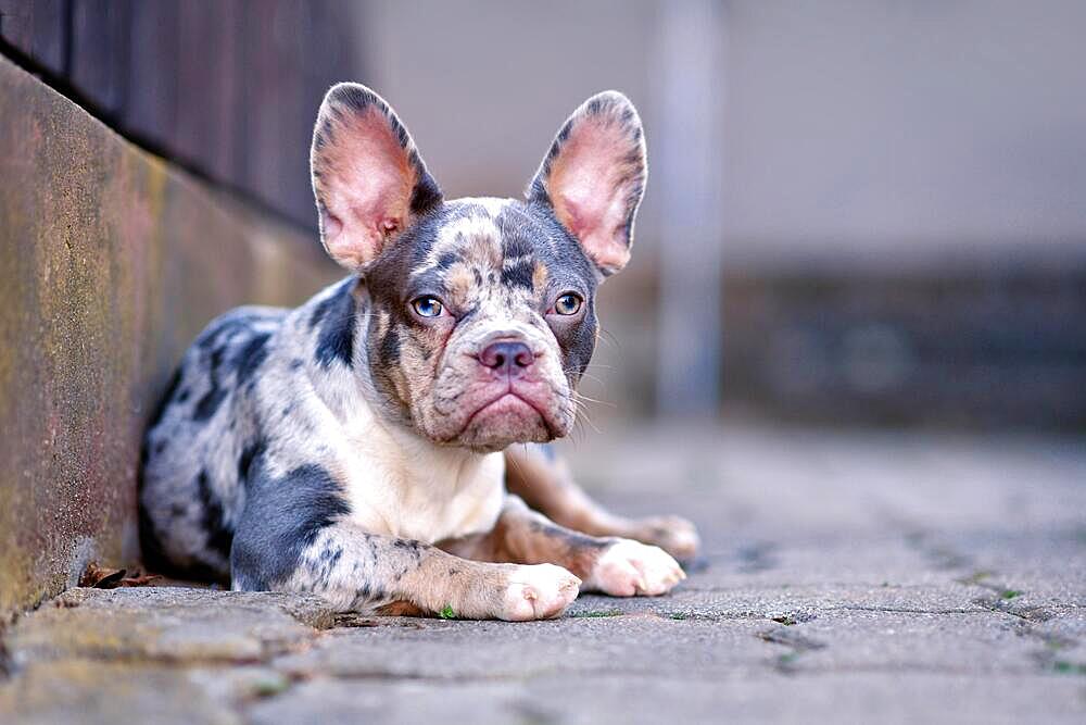 Young blue merle tan French Bulldog dog