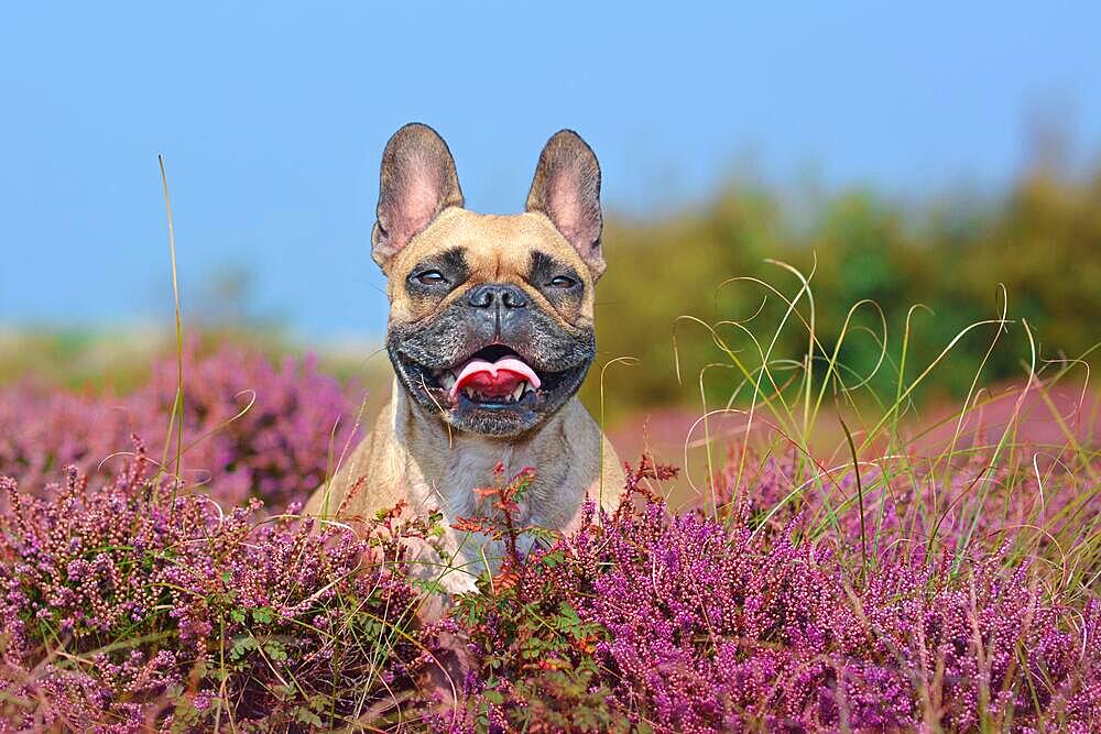 Portrait of a beautiful small brown French Bulldog dog sitting in a field of purple blooming heather 'Calluna vulgaris' plants