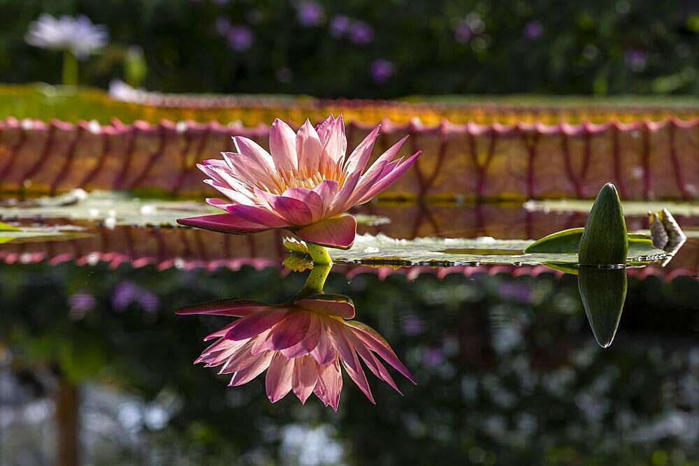 Waterlily in Kew Gardens, Giant Waterlily House, Royal Botanic Gardens (Kew Gardens), UNESCO World Heritage Site, Kew, Greater London, England, United Kingdom, Europe