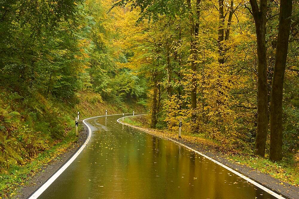 Road, bend, rain, leaves, autumn, Rothenbuch, Hafenlohrtal, Spessart, Bavaria, Germany, Europe