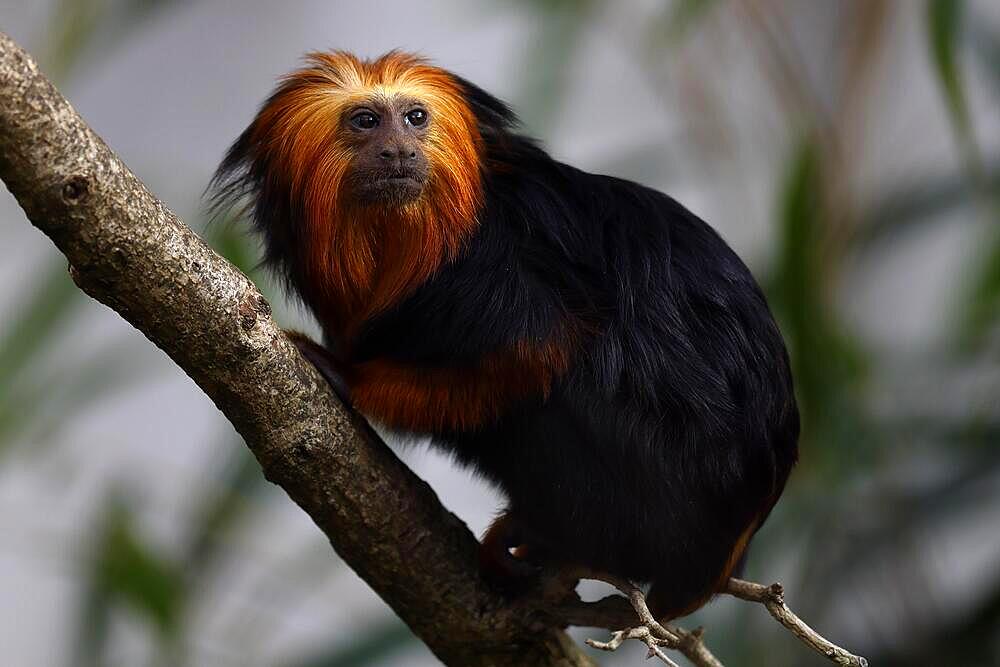 Golden-headed lion monkey (Leontopithecus chrysomelas), sitting on a branch, Germany, Europe