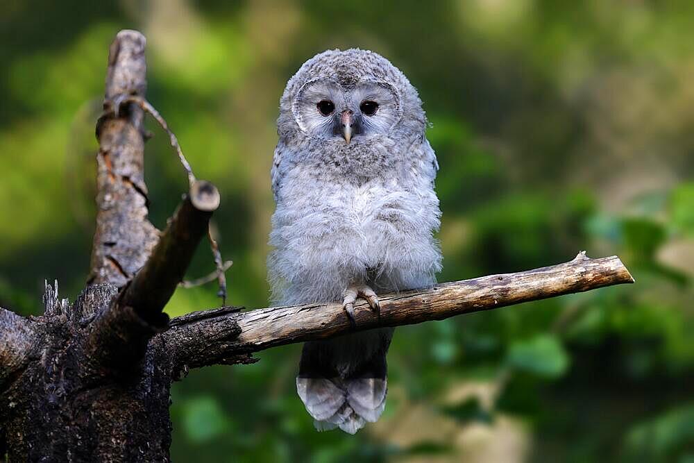 Ural Owl (Strix uralensis), young bird, branchling on a branch, Germany, Europe