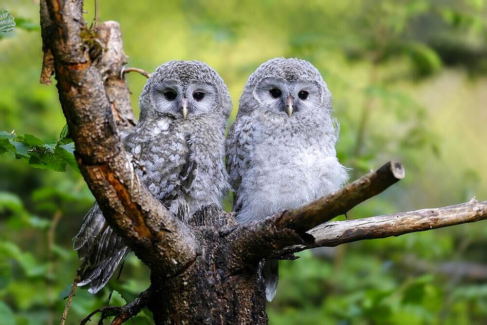 Two Hawk Owls (Strix uralensis), young bird, branchlings on a branch, Germany, Europe