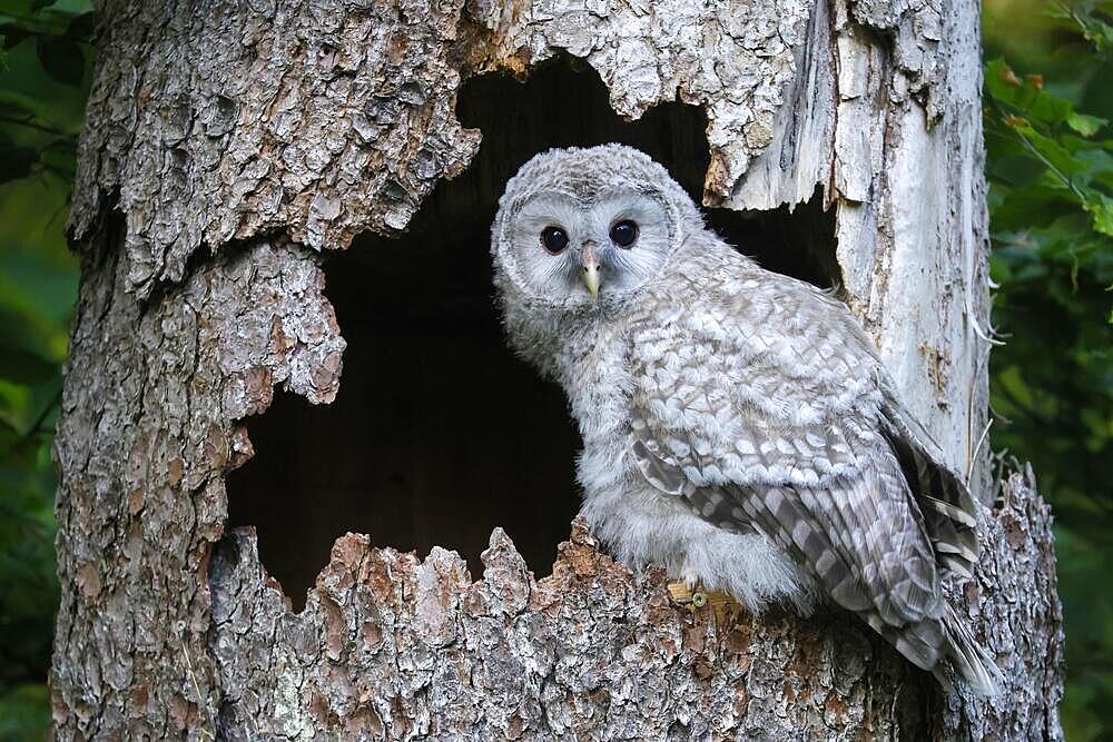 Ural Owl (Strix uralensis), young bird, branchling on a branch, Germany, Europe