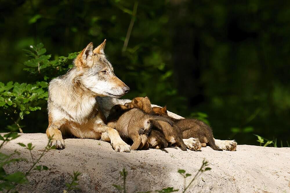 European gray wolf (Canis lupus) alpha wolf suckling pups, Germany, Europe