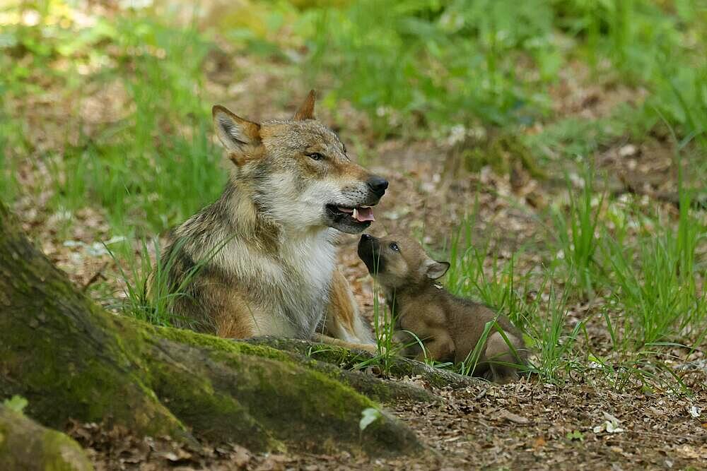 European gray wolf (Canis lupus) alpha wolf with pups, Germany, Europe