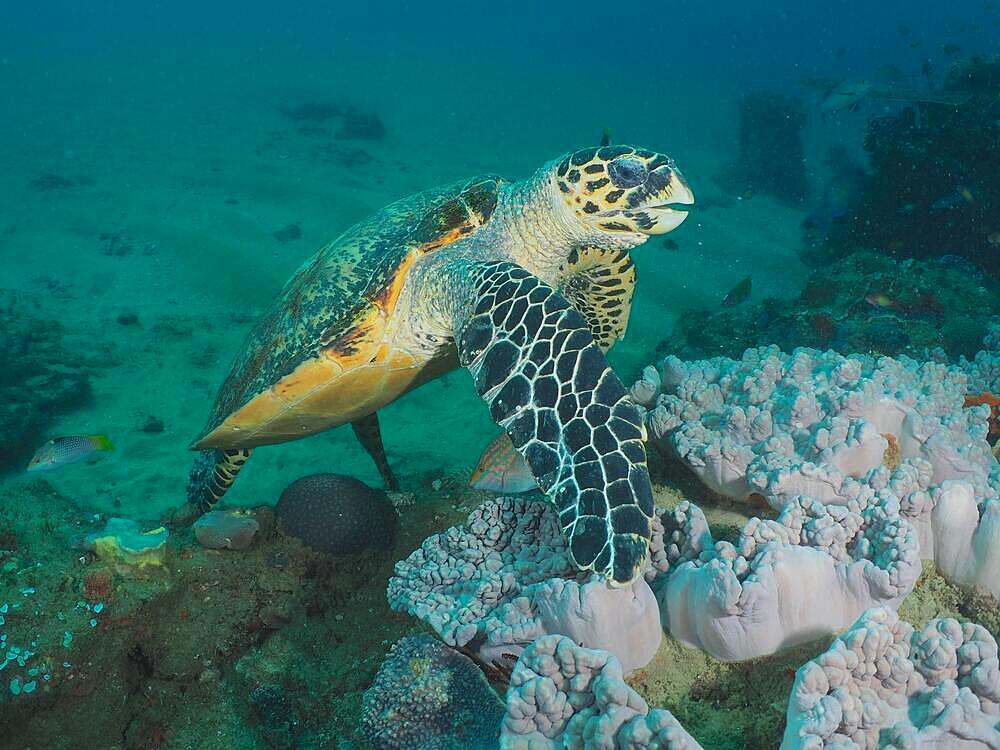 Pacific hawksbill turtle (Eretmochelys imbricata bissa), Sodwana Bay National Park dive site, Maputaland Marine Reserve, KwaZulu Natal, South Africa, Africa