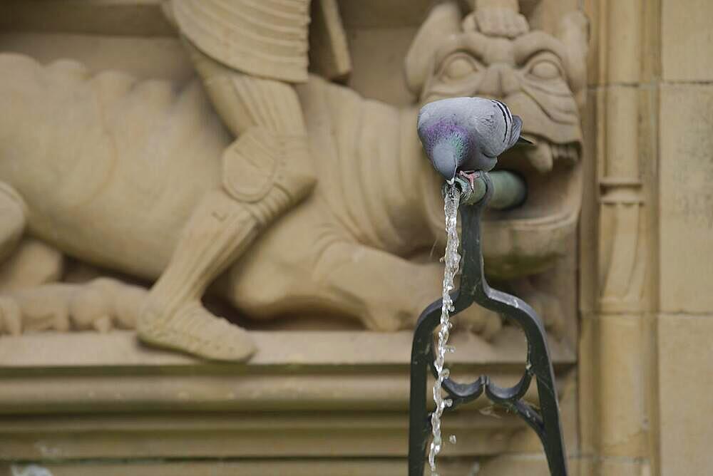 City dove drinking water at the historic fish fountain, market place, Schwaebisch Hall, Kochertal, Heilbronn-Franken, Hohenlohe, Baden-Wuerttemberg, Germany, Europe