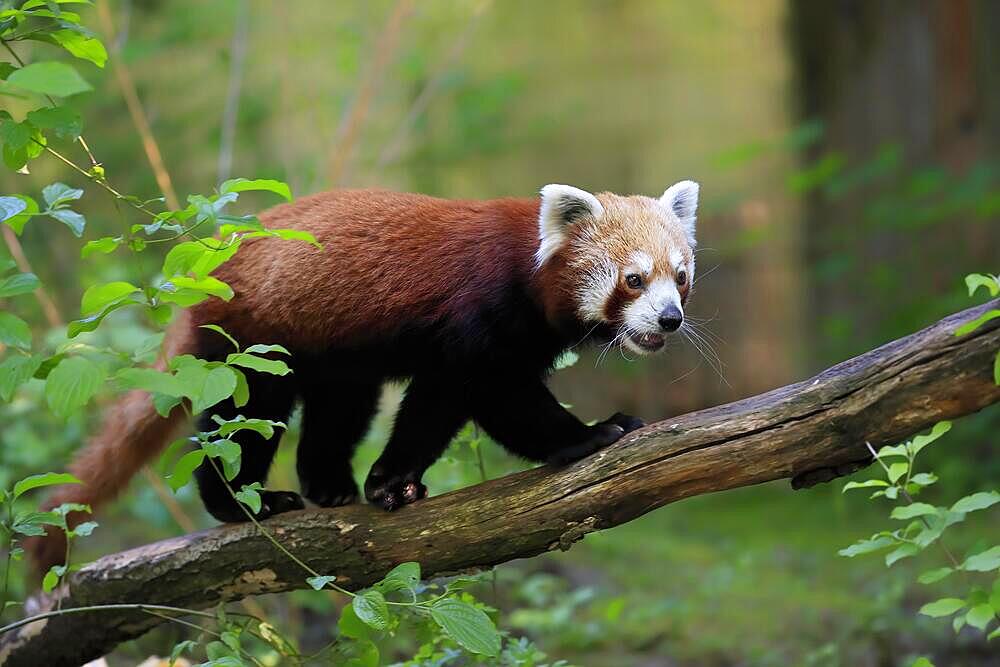 Red panda (Ailurus fulgens), adult, on tree trunk, running, alert, captive, Himalaya, Central Asia