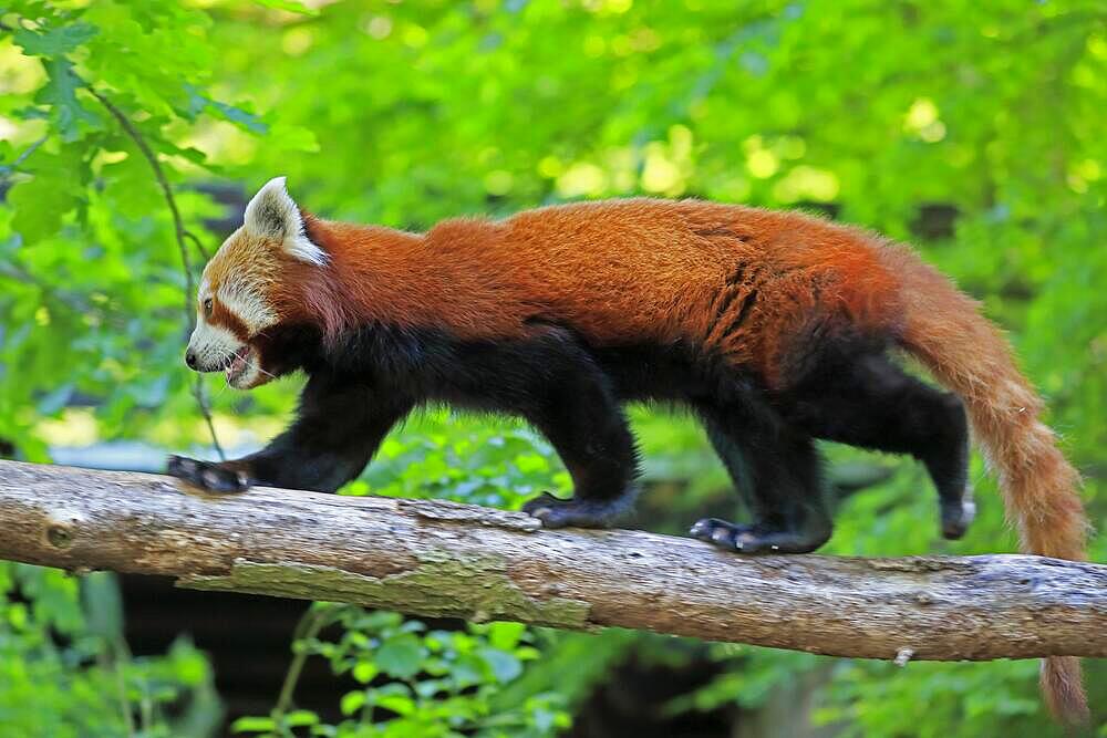 Red panda (Ailurus fulgens), adult, on tree trunk, running, alert, captive, Himalaya, Central Asia