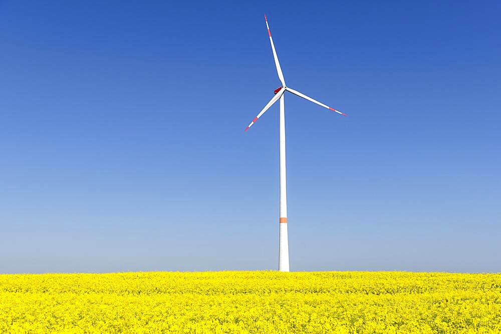 Symbolic image wind energy, energy transition, wind turbine on rape field, blue sky, Swabian Alb, Baden-Wuerttemberg