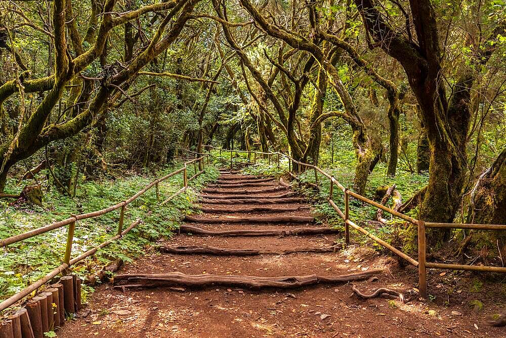 Beautiful footpath in the natural park of Garajonay in La Gomera, Canary Islands