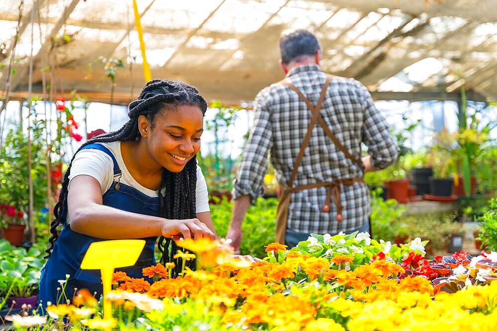 Black ethnic female flower nursery worker cutting the plants in the greenhouse