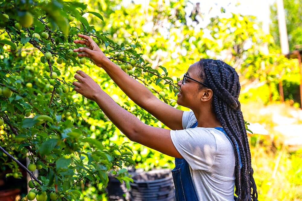 Flower greenhouse nursery gardener working, agriculture checking the fruits of the trees