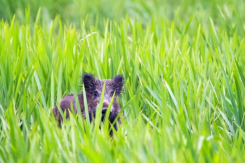 Wild boar (Sus scrofa) in reeds, Hesse, Germany, Europe