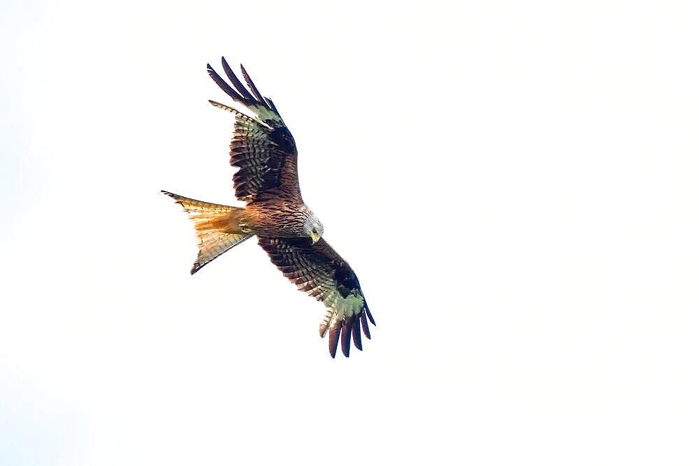 Flying red kite (Milvus milvus), Hesse, Germany, Europe