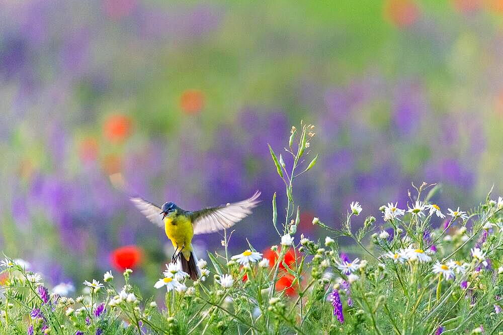 Western yellow wagtail (Motacilla flava), in a flower meadow with Corn Poppy (Papaver rhoeas), Poppy family (Papaveraceae), Otterswang, Pfullendorf, Linzgau, Baden-Wuerttemberg, Germany, Europe