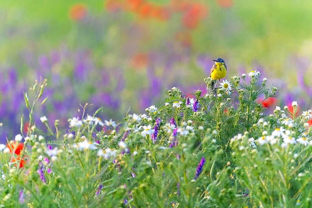 Western yellow wagtail (Motacilla flava), in a flower meadow with Corn Poppy (Papaver rhoeas), Poppy family (Papaveraceae), Otterswang, Pfullendorf, Linzgau, Baden-Wuerttemberg, Germany, Europe