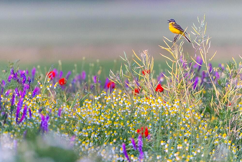 Western yellow wagtail (Motacilla flava), in a flower meadow with Corn Poppy (Papaver rhoeas), Poppy family (Papaveraceae), Otterswang, Pfullendorf, Linzgau, Baden-Wuerttemberg, Germany, Europe