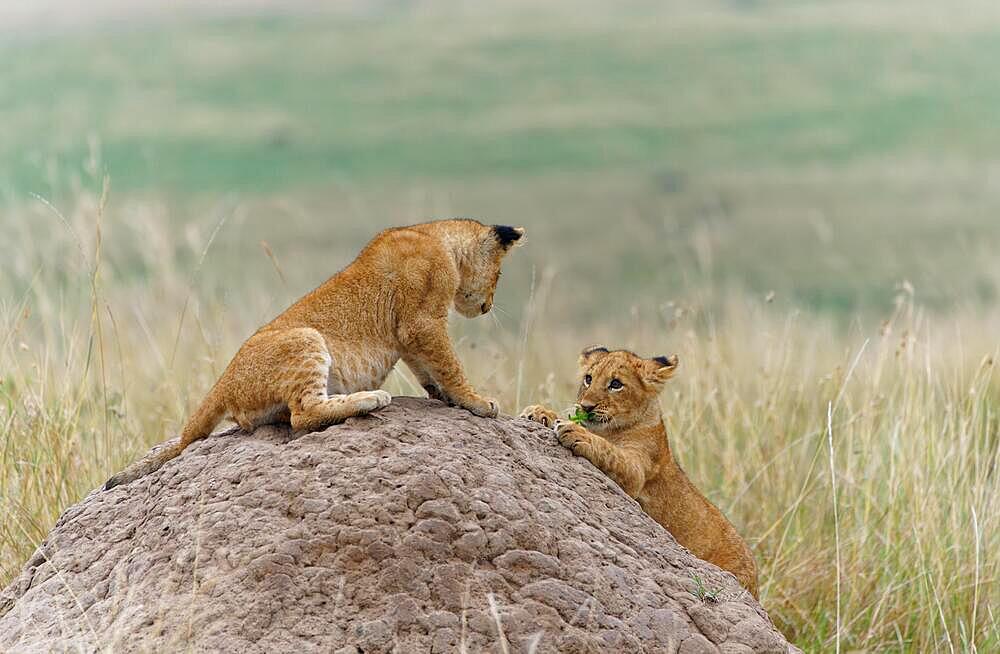 Cubs (Panthera leo) on a termite mound, Maasai Mara Game Reserve, Kenya, Africa