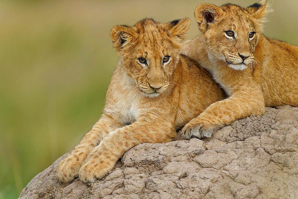 Cubs (Panthera leo) on a termite mound, Maasai Mara Game Reserve, Kenya, Africa