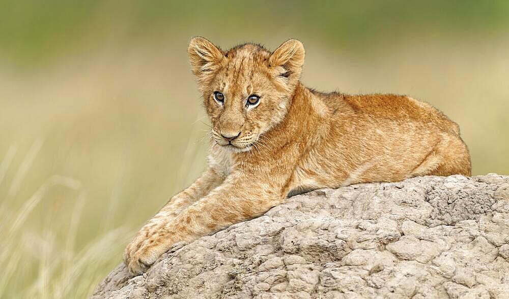 Young lion (Panthera leo) on a termite mound, Maasai Mara Game Reserve, Kenya, Africa