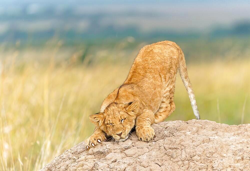 Young lion (Panthera leo) on a termite mound, Maasai Mara Game Reserve, Kenya, Africa