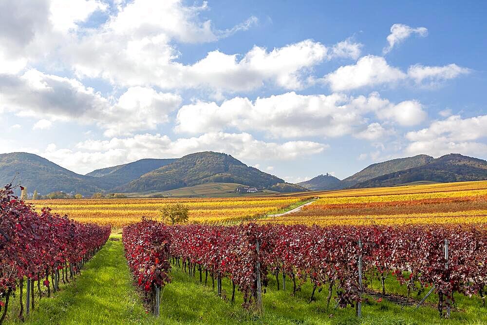 Autumnal coloured vineyards, Ilbesheim, Southern Wine Route, Palatinate Forest, Rhineland-Palatinate, Germany, Europe