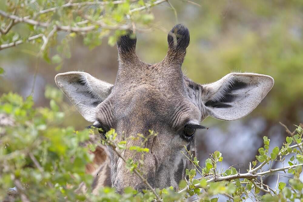 Masai giraffe (Giraffa tippelskirchi), animal portrait, hidden behind acacia bush, Tarangire National Park, Tanzania, Africa