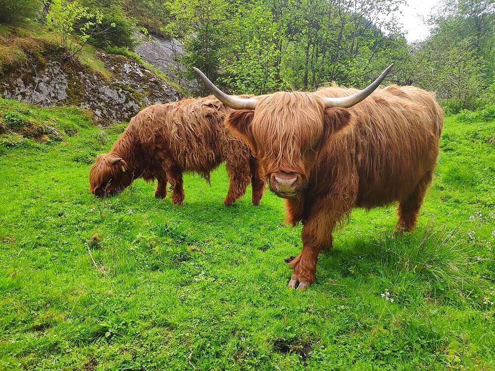 Scottish Highland Cattle (Bos taurus taurus), Norway, Europe