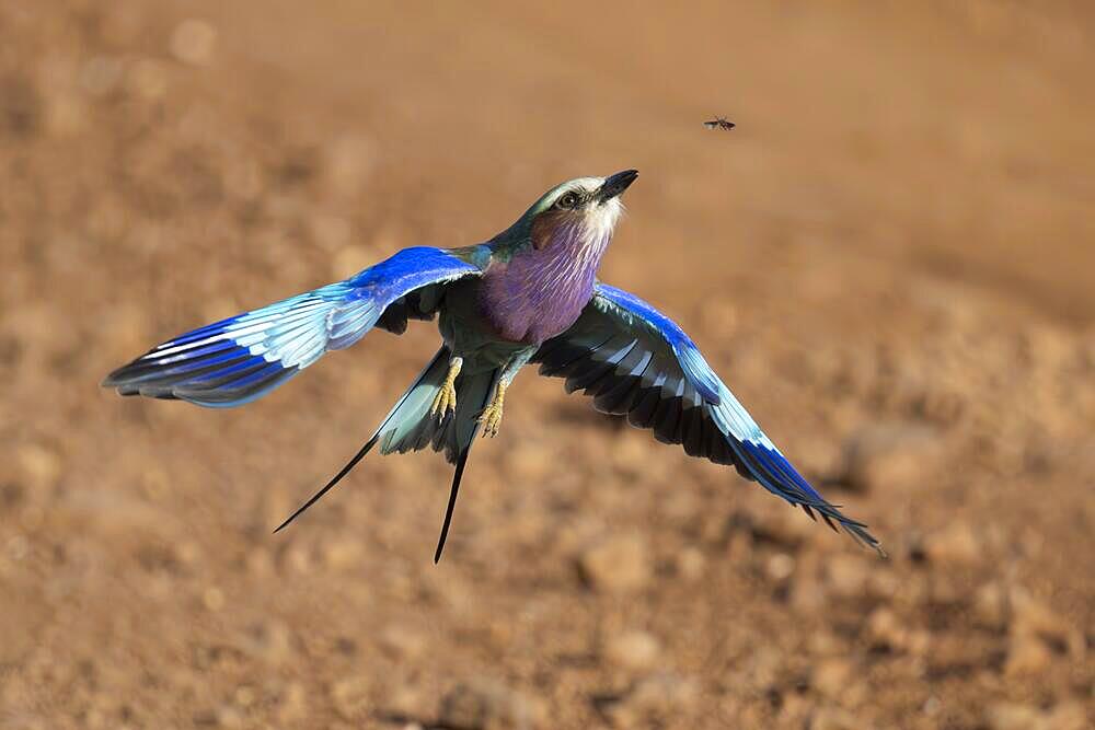 Lilac-breasted roller (Coracias caudatus) Serengeti, hunting insect, National Park, Tanzania, Africa