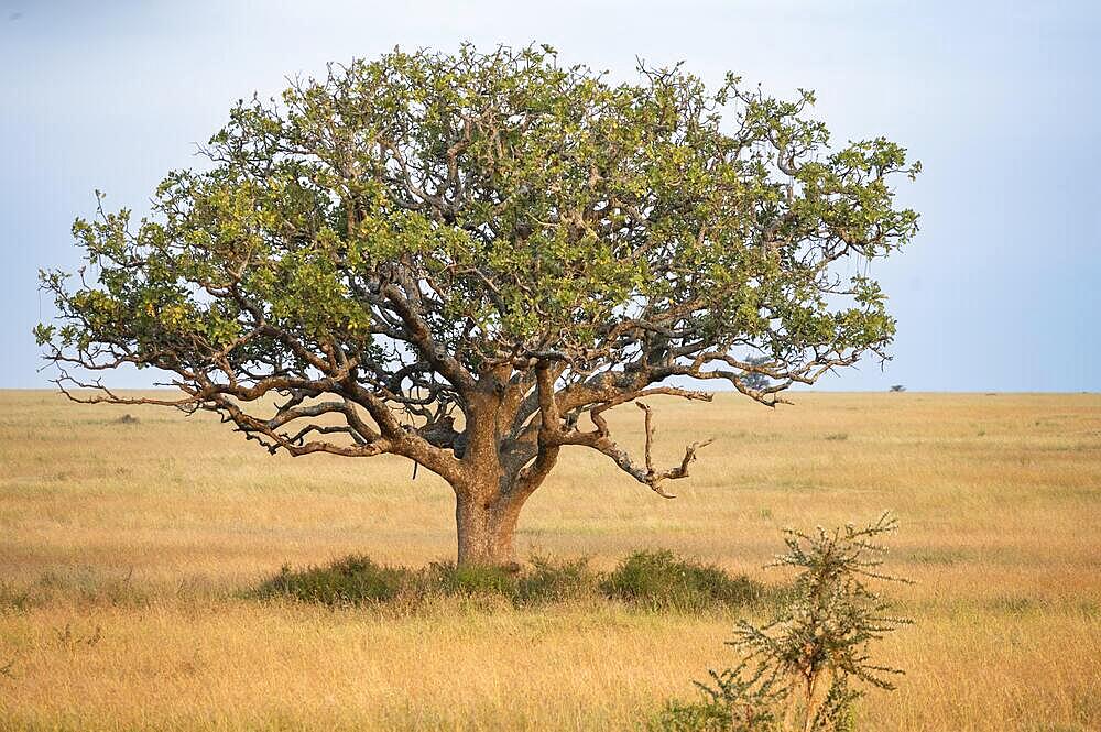 Liverwurst tree with leopard (Panthera pardus), Serengeti, National Park, Tanzania, Africa