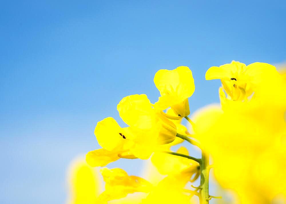 Rapeseed canola or colza on blue sky background