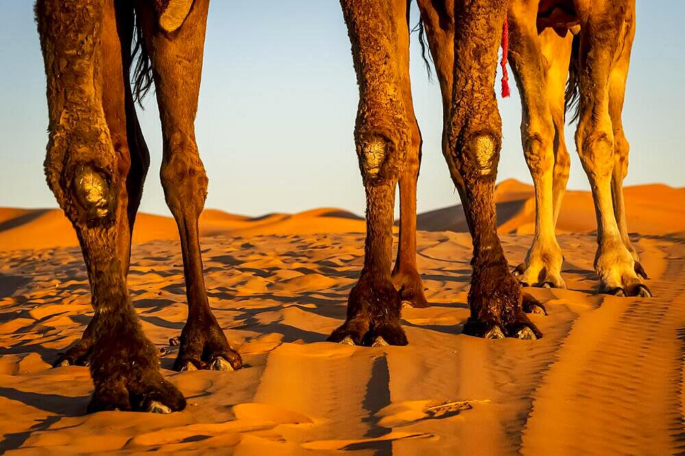 Closeup of A Dromedary Camel walking through the sand in the Saharan Desert in Morocco