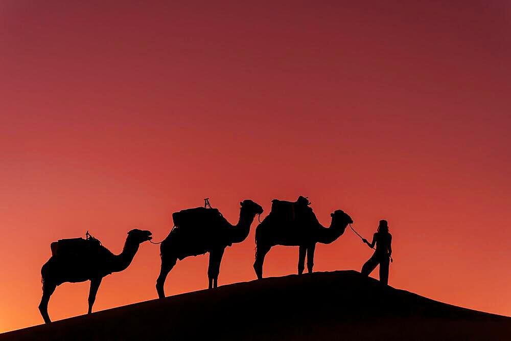 Silhouette of three camels and their handler against the rising sun in the Saharan Desert in Morocco