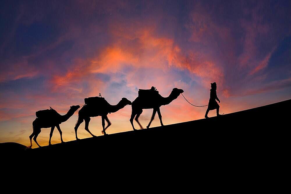 Silhouette of three camels and their handler against the rising sun in the Saharan Desert in Morocco