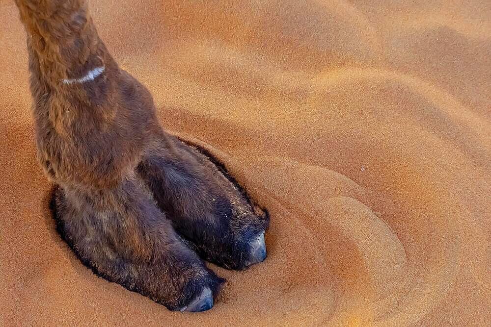 Closeup of A Dromedary Camel preparing to walk through the sand in the Saharan Desert in Morocco