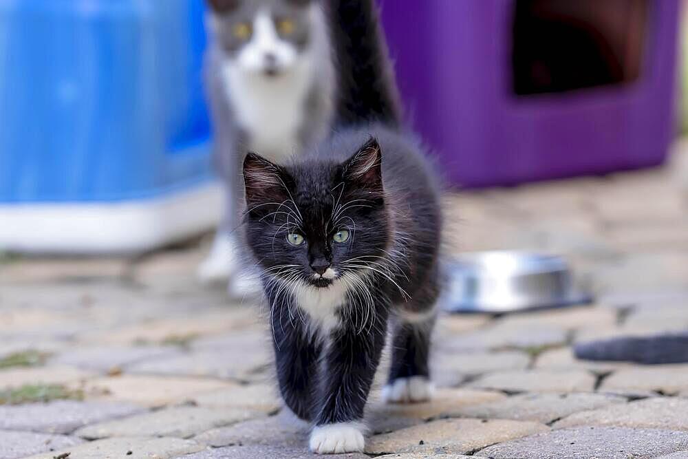 8 week old outside kittens eat their meals and clean themselves afterwards in an urban environment