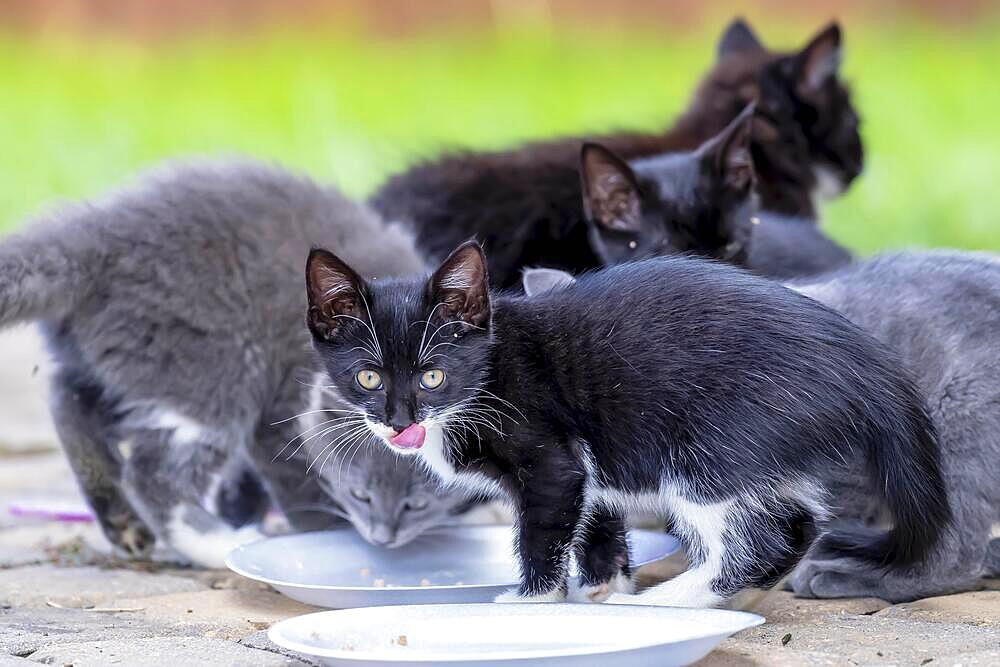 8 week old outside kittens eat their meals and clean themselves afterwards in an urban environment