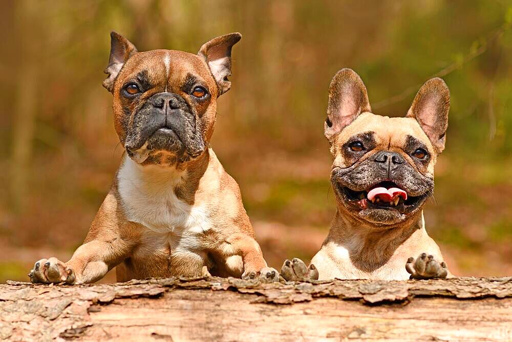 Pair of French Bulldog dogs looking over fallen tree trunk