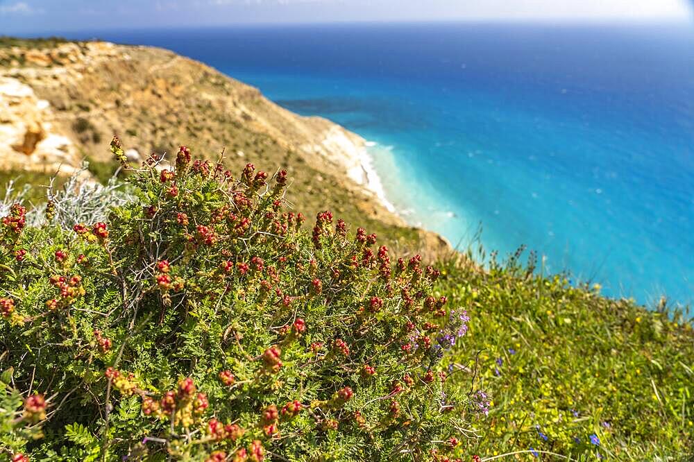 (Sarcopoterium spinosum) Thornbush meadow-knap at Cape Aspro near Pissouri, Cyprus, Europe