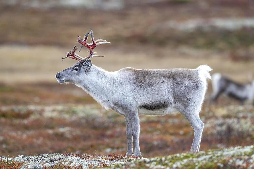 Wild mountain reindeer (Rangifer tarandus tarandus), reindeer, in autumn tundra, Forollhogna National Park, Norway, Europe