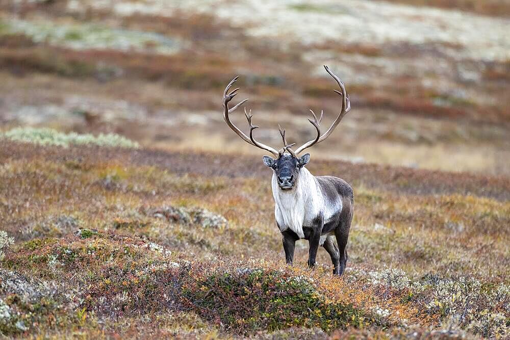 Wild mountain reindeer (Rangifer tarandus tarandus), bull in autumn tundra, Forollhogna National Park, Norway, Europe